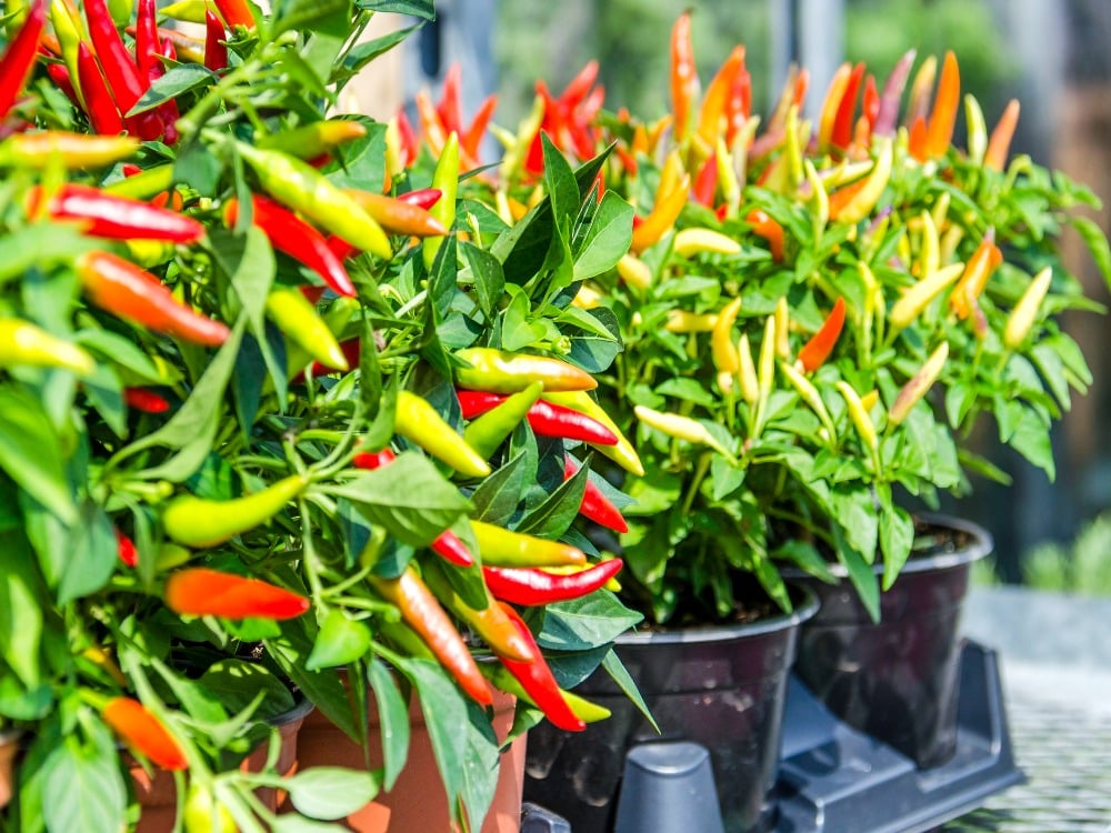 Chilli plants