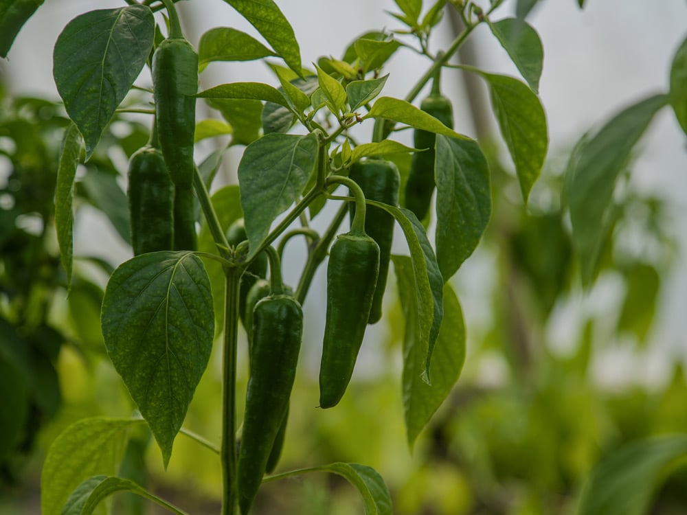 Mexican Chilli Peppers