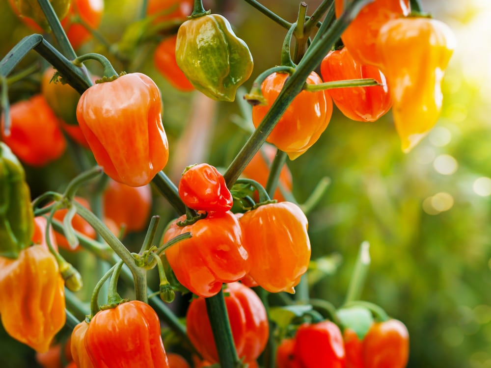 Mexican Chilli Peppers