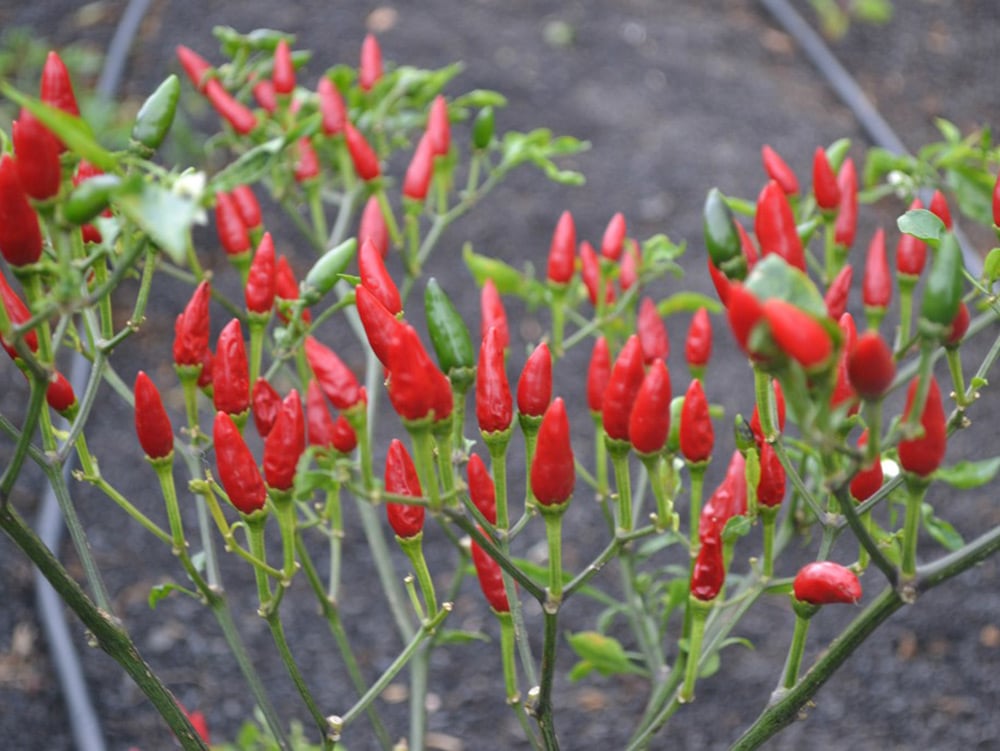 Mexican Chilli Peppers