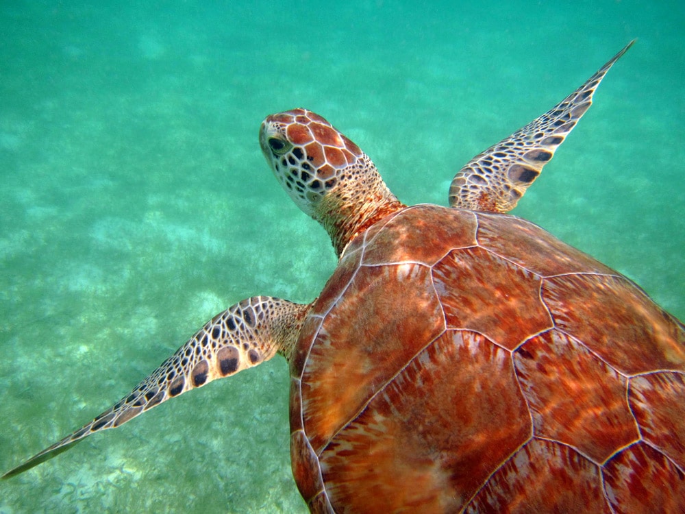 Best Beaches in Mexico