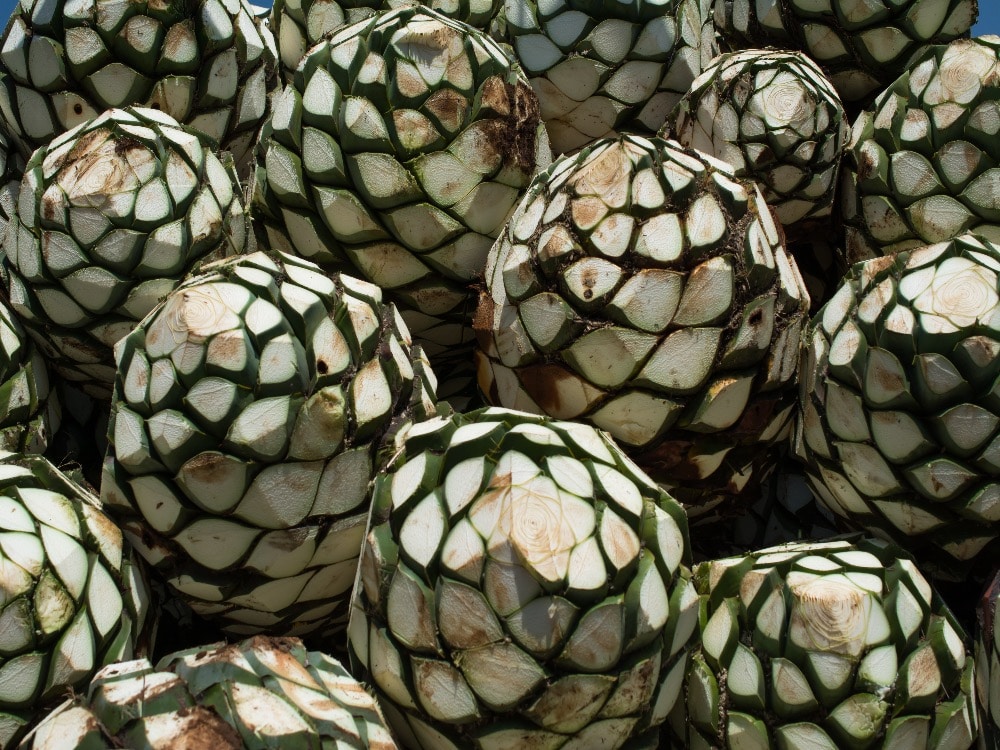 Agave Plants