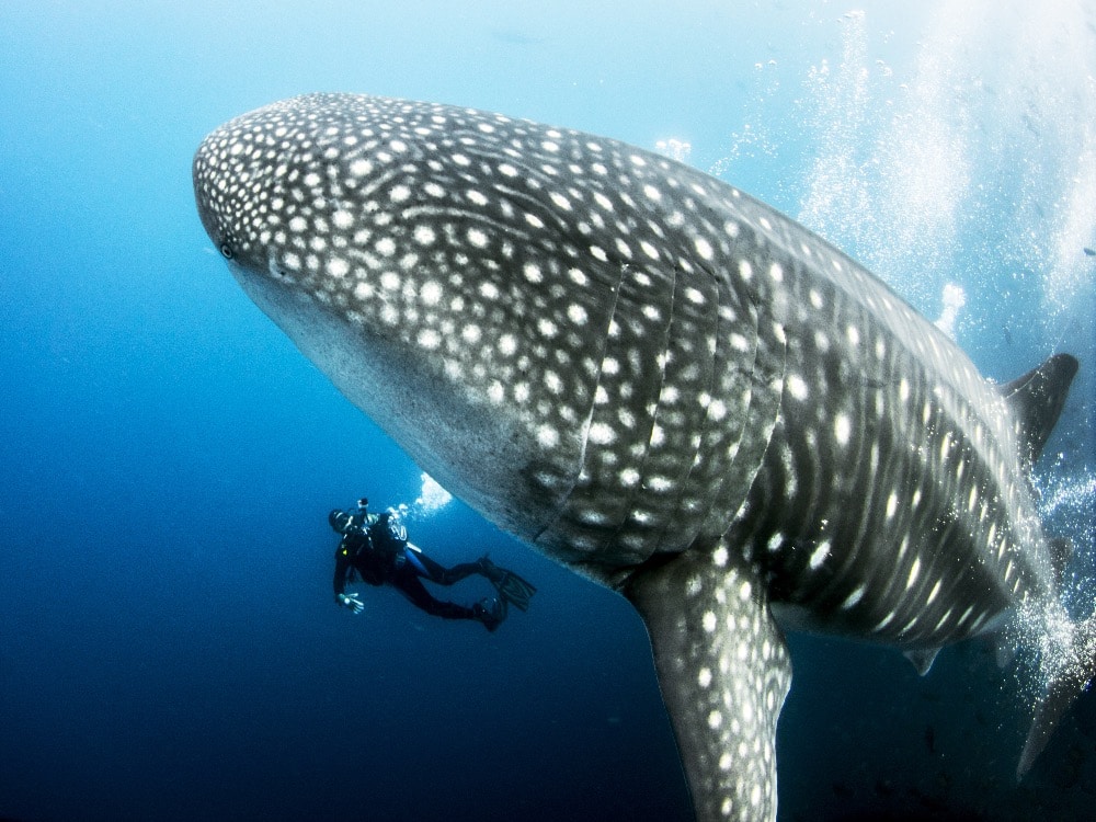 swimming with whale sharks