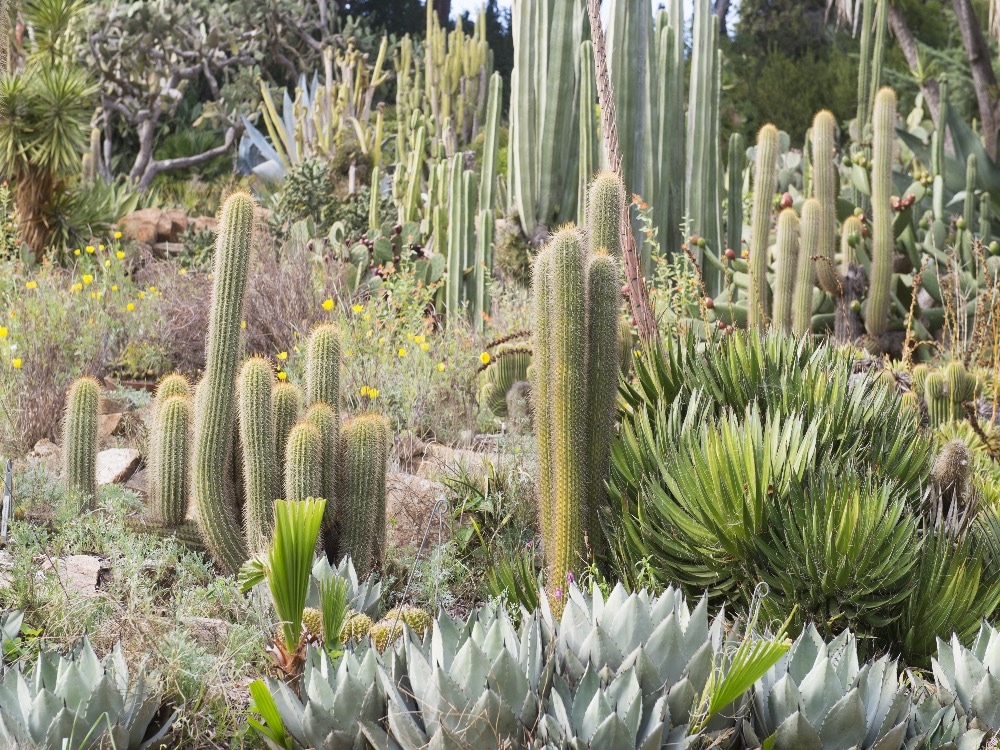 Cactus garden San Miguel de Allende