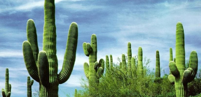 Mexican Cactus