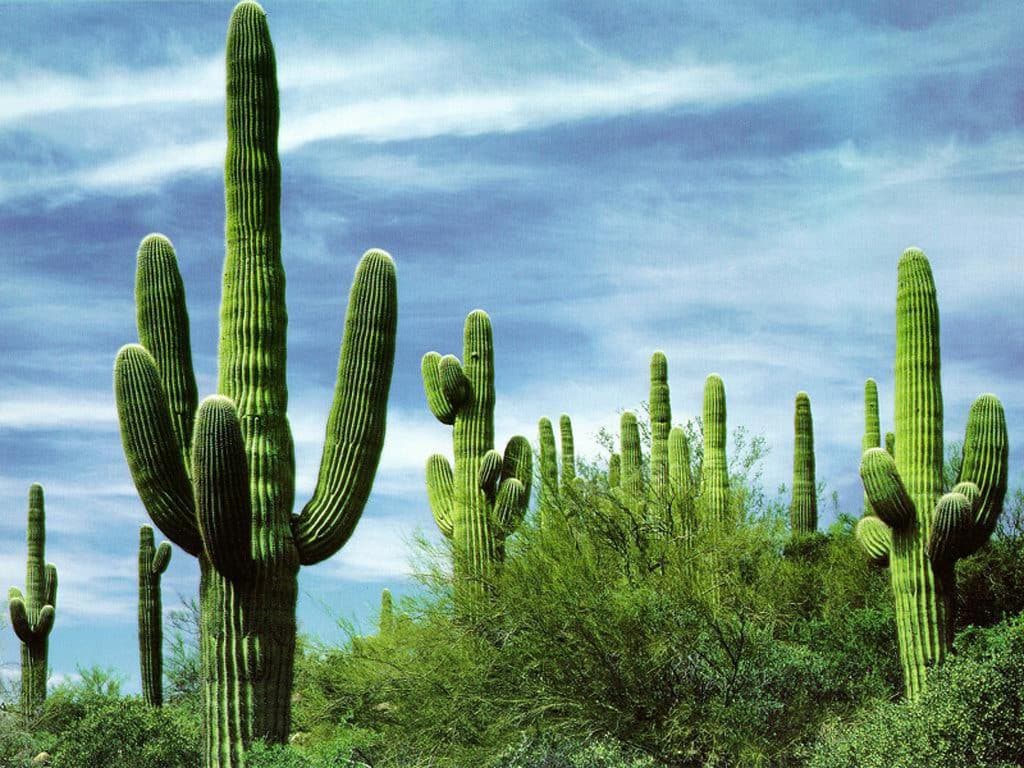 Interesting Facts About Cactus | Gran Luchito Mexican
