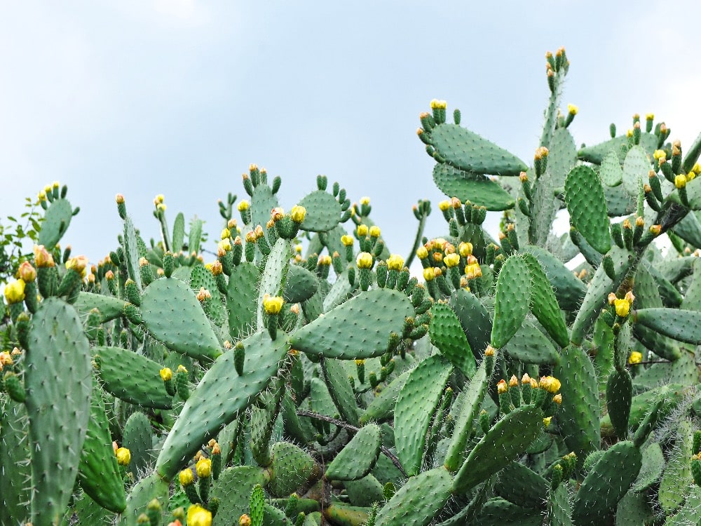 Cactus Mexico Nopal cactus pads