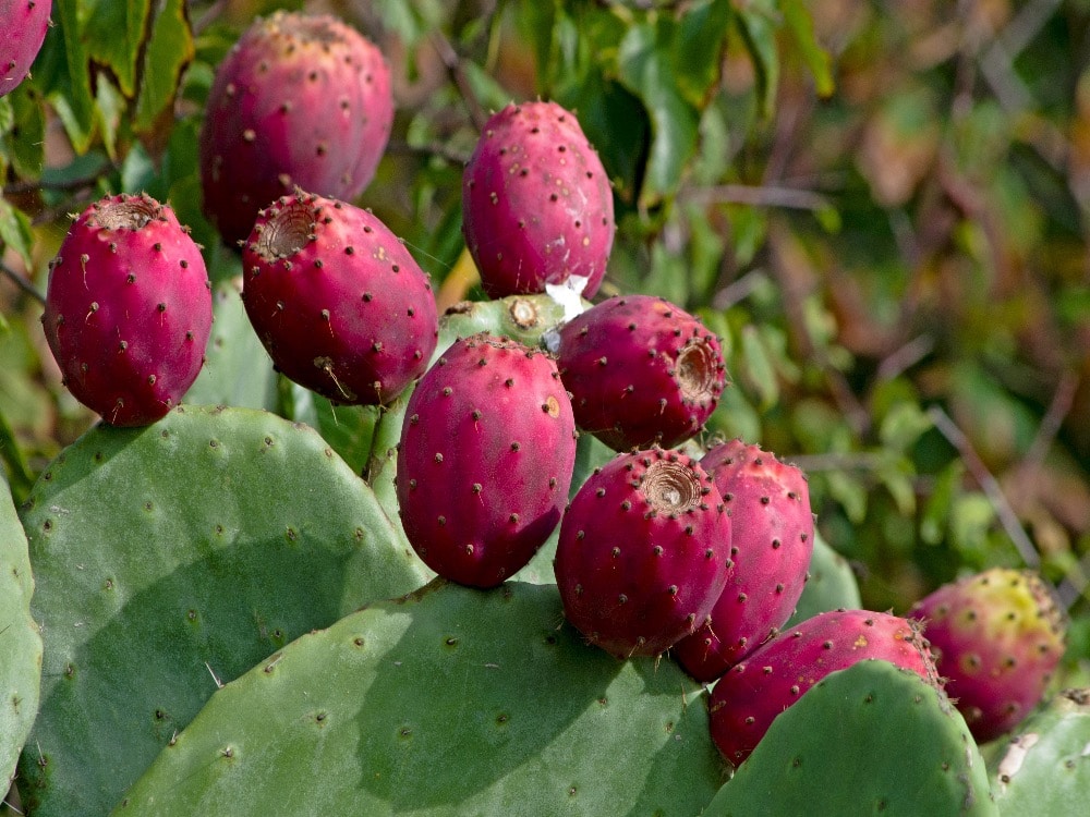 Prickly pear cactus fruit