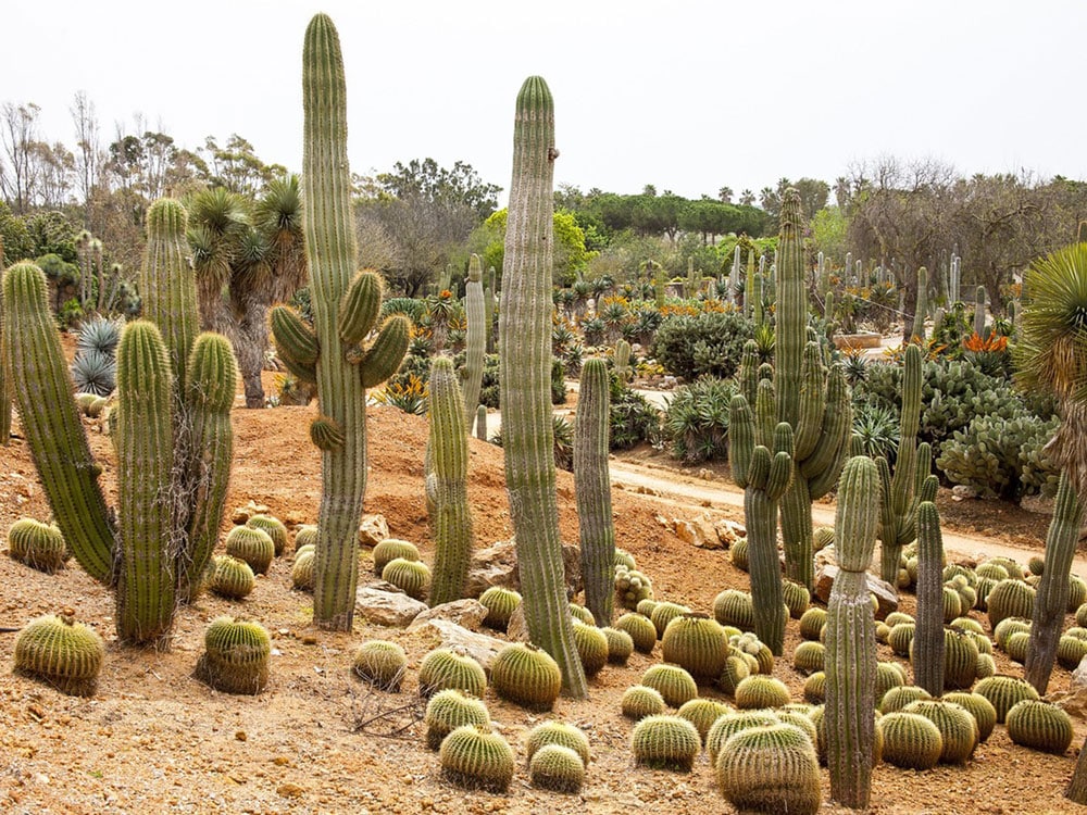 Facts About Mexican Cactus plants