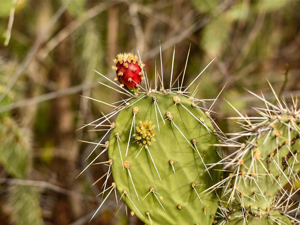 Facts About Mexican Cactus - cacti