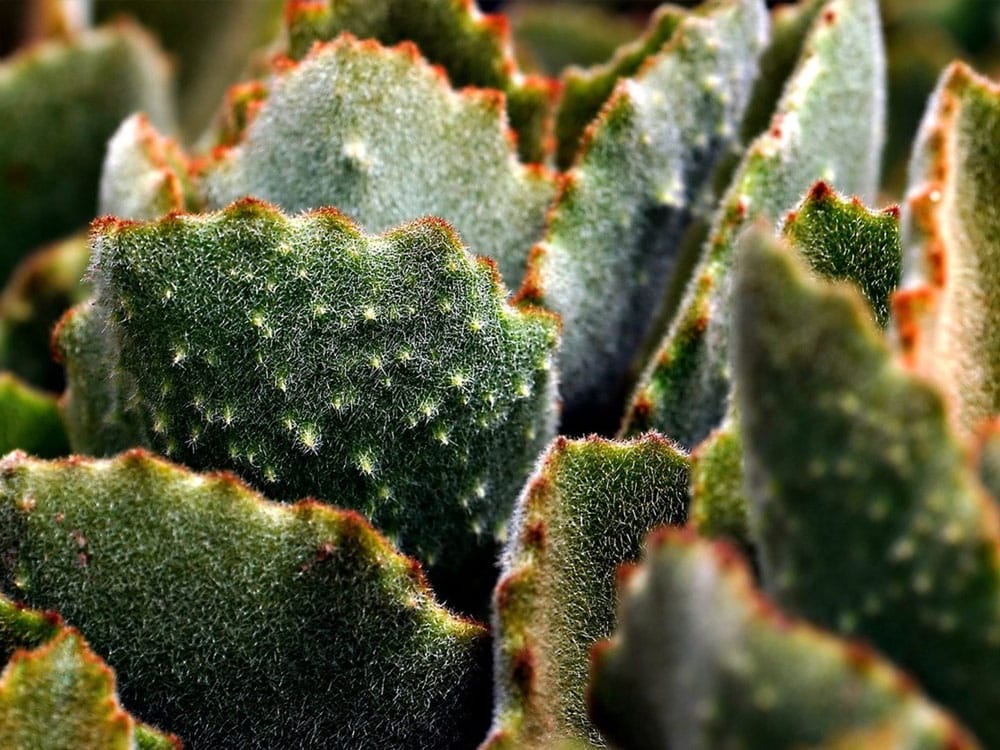 Facts About Mexican Cactus and benefits